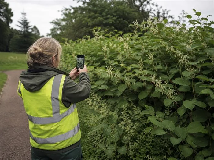 Civisto field worker documenting a Japanese knotweed stand